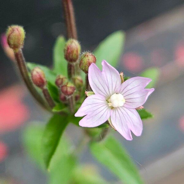 Epilobium parviflorum Žiedas