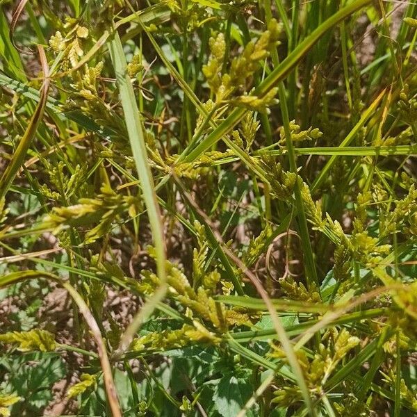 Cyperus iria Blomst