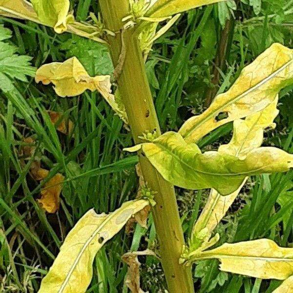 Reseda luteola Frunză