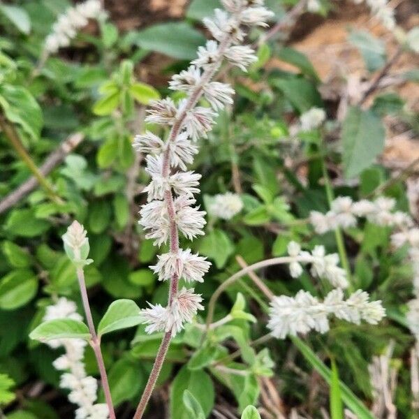 Sericocomopsis hildebrandtii Blomma