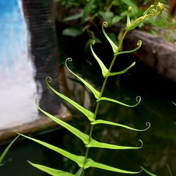 Pteris vittata Лист