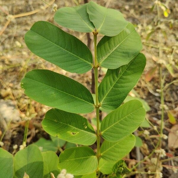 Senna alata Leaf