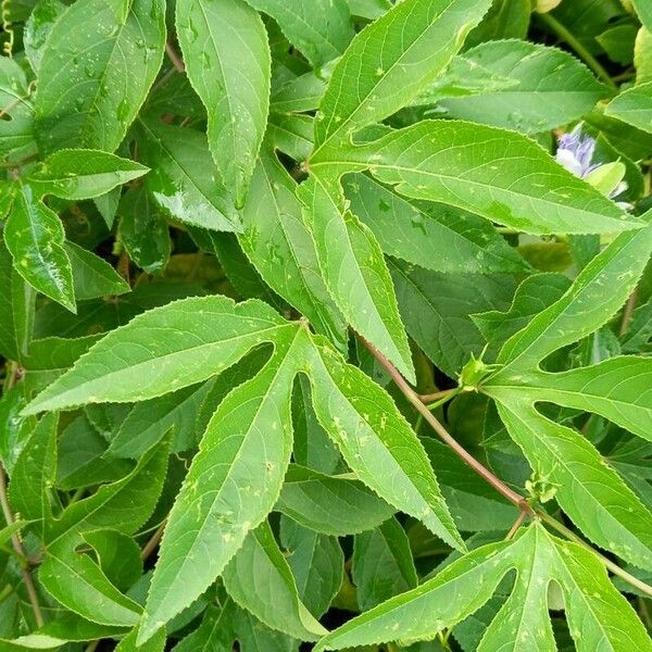 Passiflora incarnata Leaf