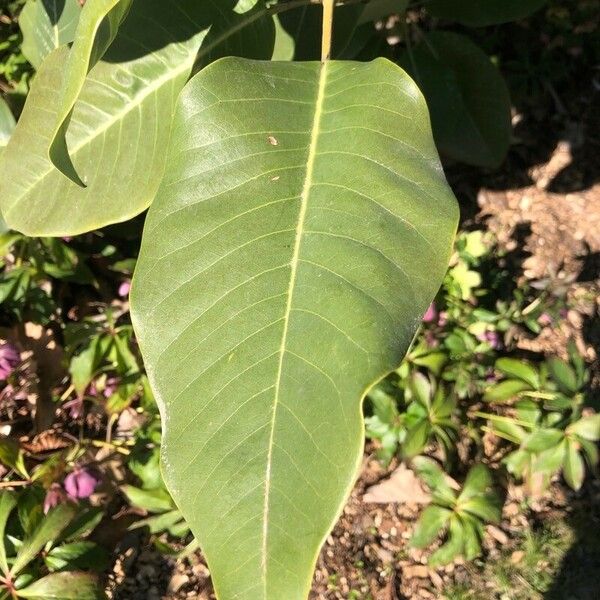 Fraxinus americana Levél