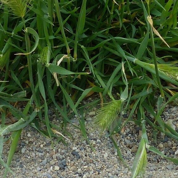 Hordeum marinum 葉