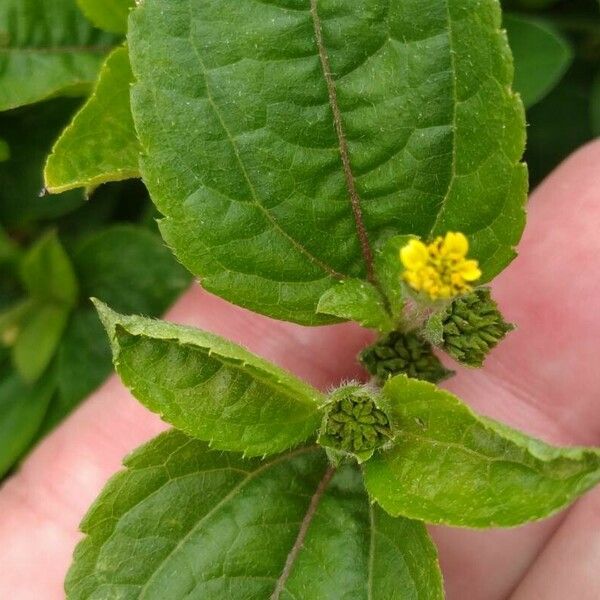 Synedrella nodiflora Virág