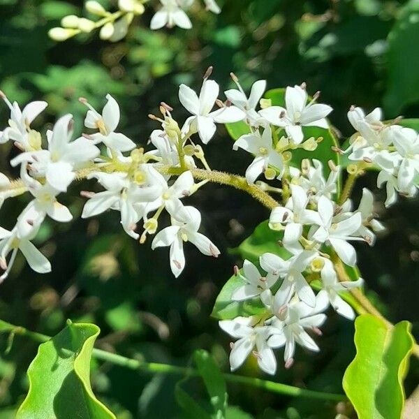 Ligustrum sinense Kvet