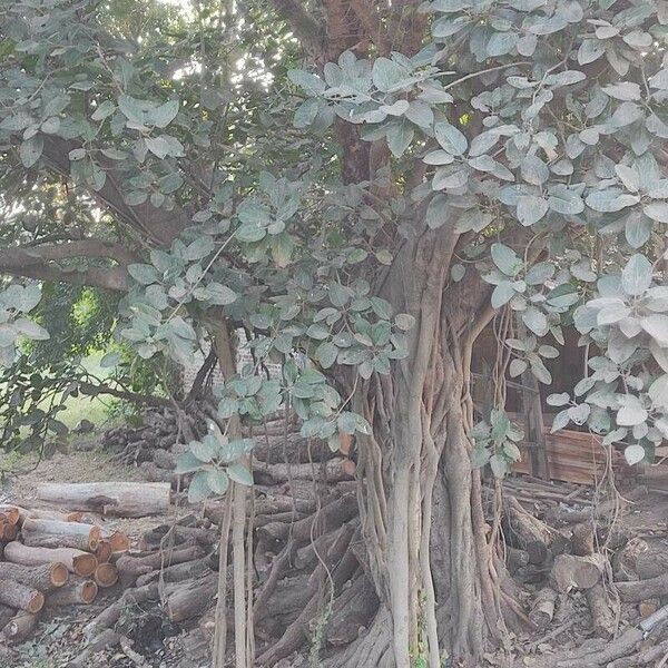 Ficus benghalensis 葉