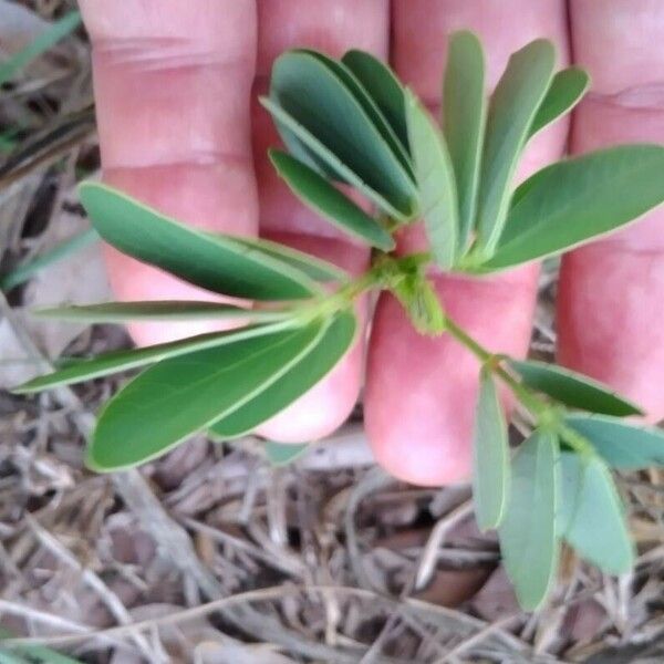 Senna obtusifolia Blatt