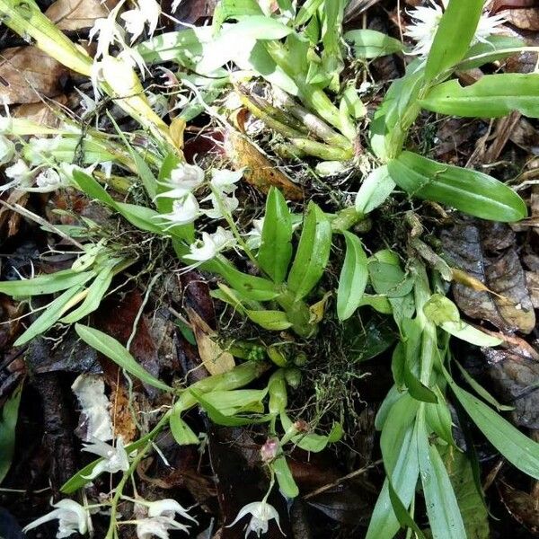 Dendrobium crumenatum Žiedas