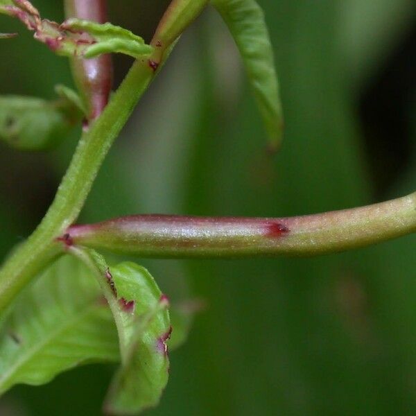 Ludwigia affinis Corteza