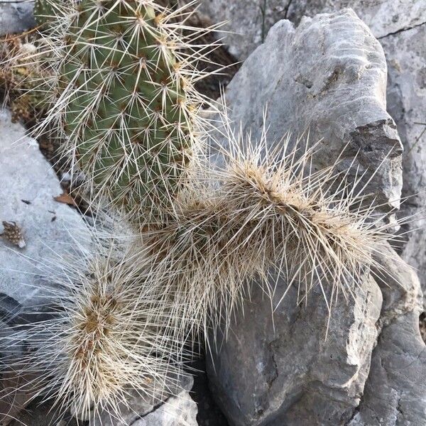 Opuntia polyacantha برگ