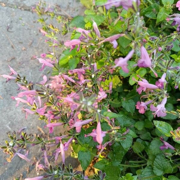 Salvia coccinea 花