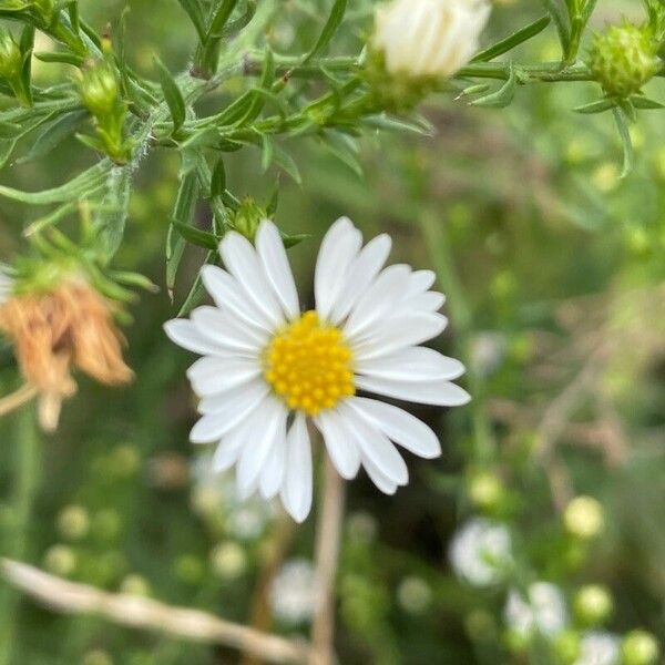 Symphyotrichum ericoides Žiedas