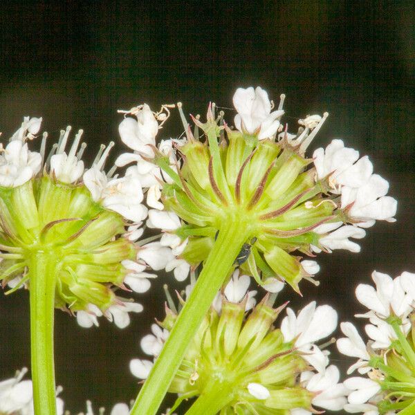 Oenanthe pimpinelloides Flower