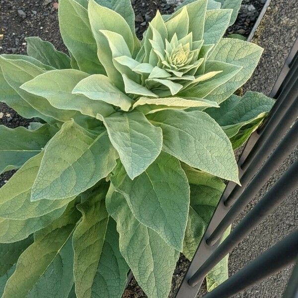 Verbascum phlomoides Blatt