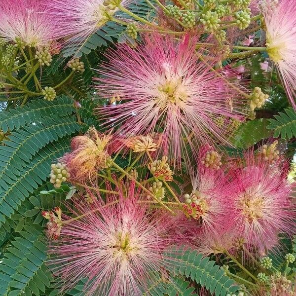 Albizia julibrissin Kvet