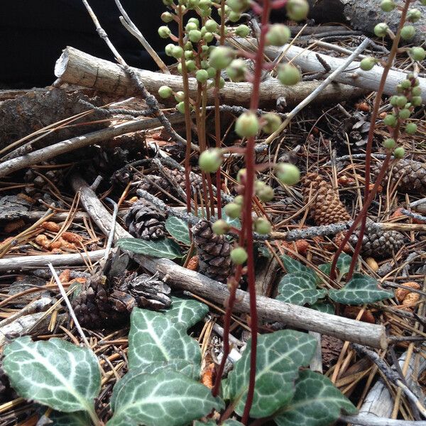 Pyrola picta Συνήθη χαρακτηριστικά