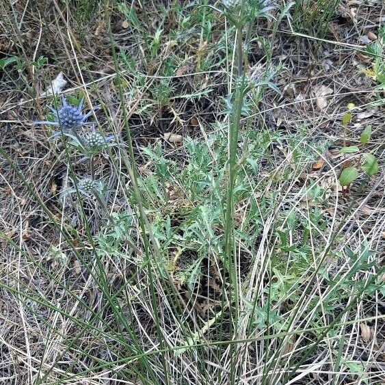 Eryngium amethystinum 整株植物