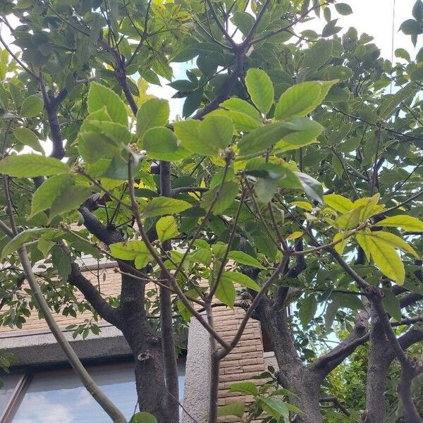 Quercus glauca Fruit