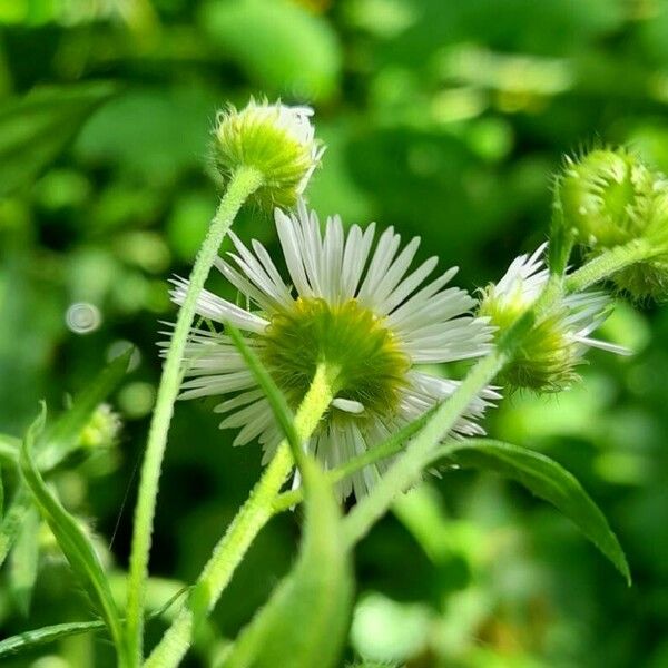 Erigeron strigosus Žiedas