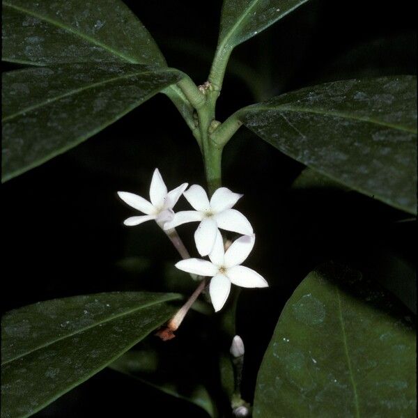 Acokanthera oblongifolia Flower