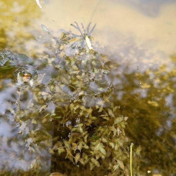 Lemna trisulca Hostoa