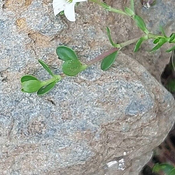 Arenaria biflora Hostoa