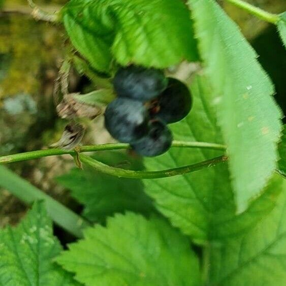 Rubus caesius Fruit