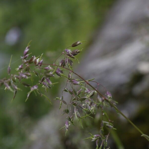 Poa alpina Цвят