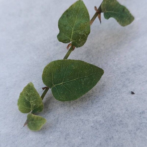 Ficus pumila Lehti