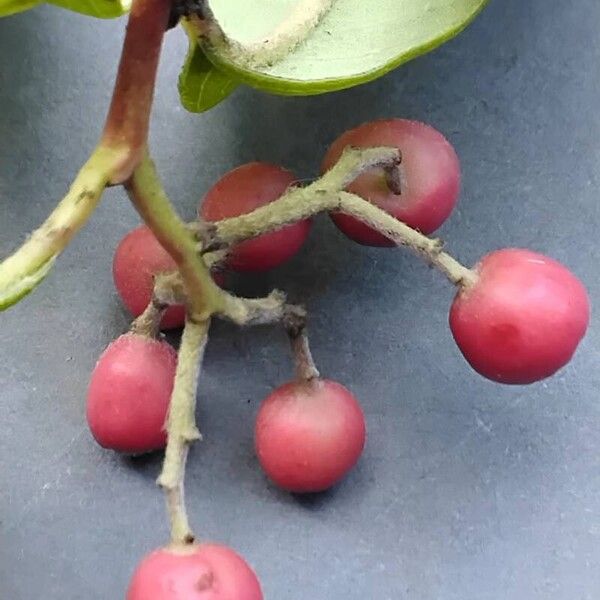 Cotoneaster salicifolius Φρούτο