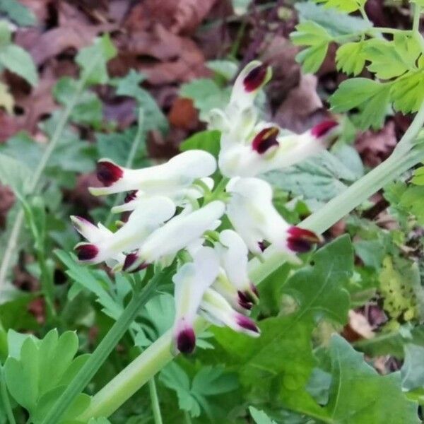 Fumaria capreolata Blomma