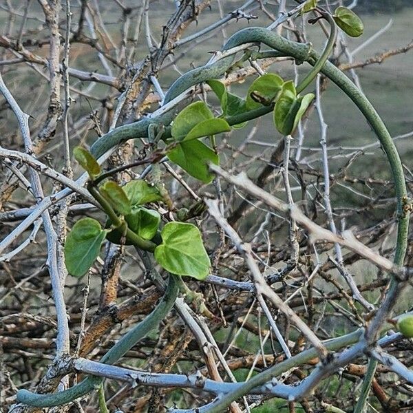 Ceropegia aristolochioides পাতা