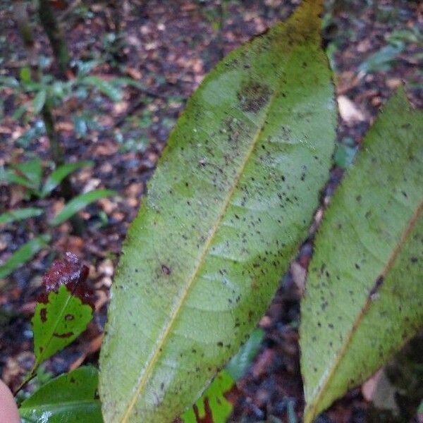 Sacoglottis cydonioides ᱥᱟᱠᱟᱢ