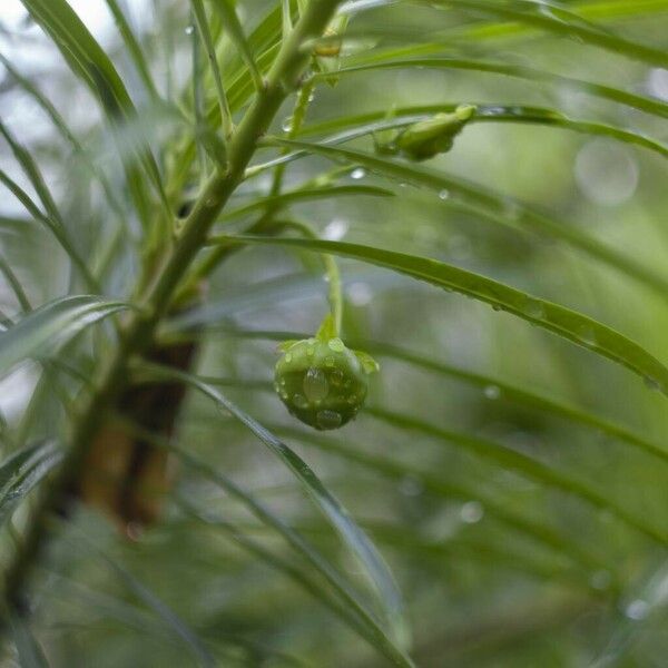 Thevetia peruviana Fruit