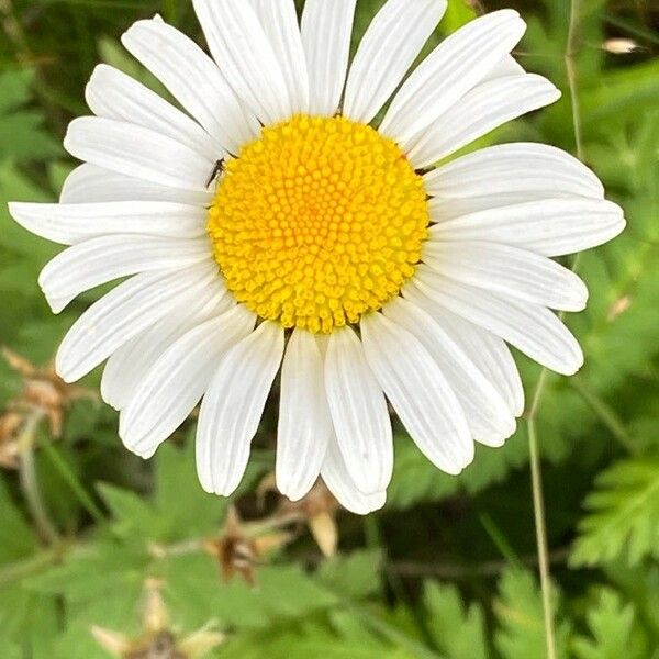 Leucanthemum vulgare Цвят