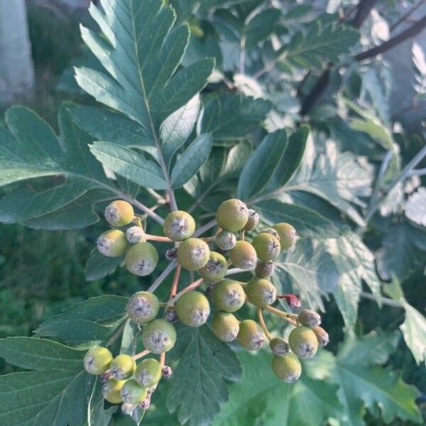 Sorbus intermedia Frukto