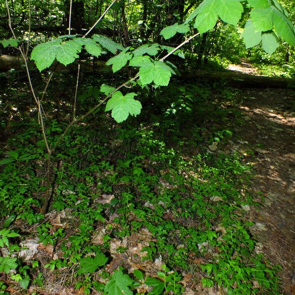 Acer pseudoplatanus ശീലം