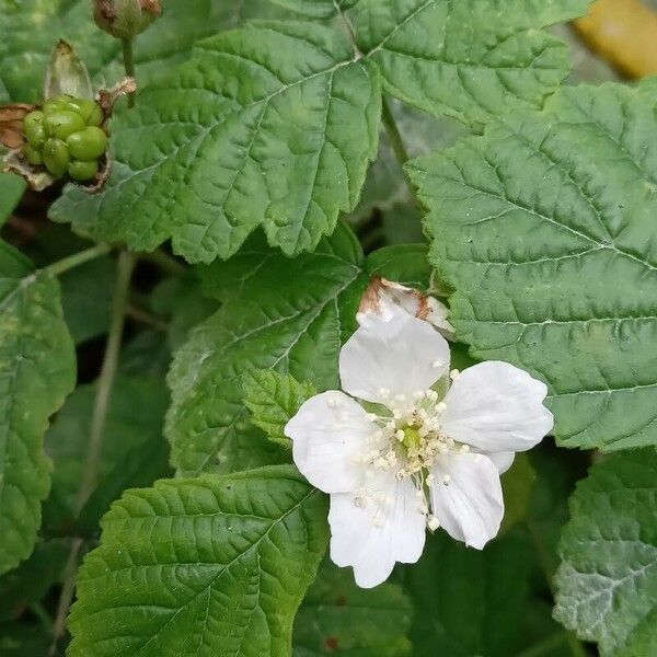 Rubus caesius Kukka
