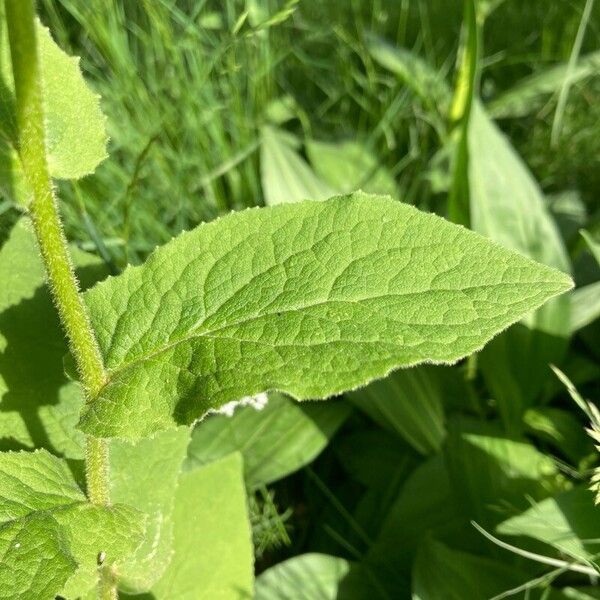 Doronicum austriacum ഇല