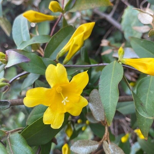 Gelsemium sempervirens Blüte