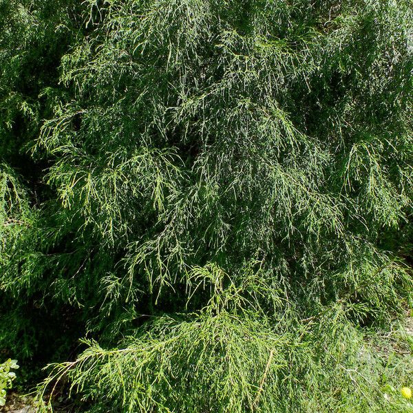 Chamaecyparis pisifera Характер