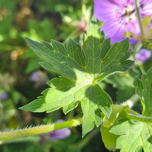 Geranium palustre Leaf