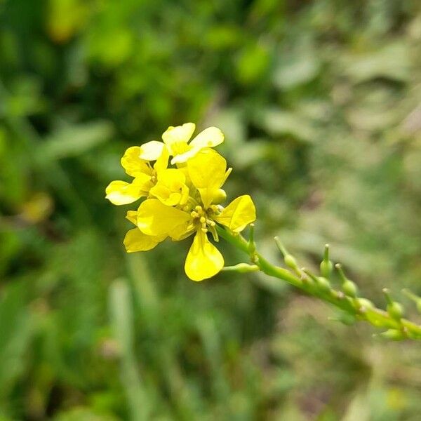 Rapistrum rugosum Flor