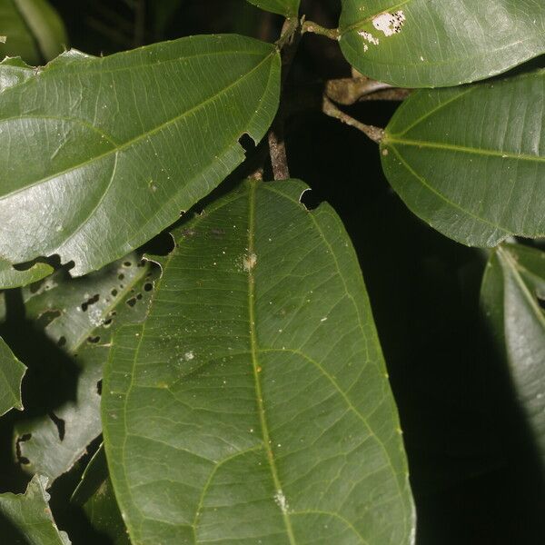 Hasseltia floribunda Leht