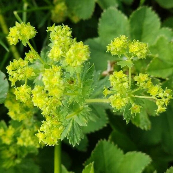 Alchemilla glaucescens പുഷ്പം