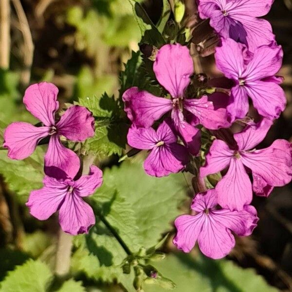 Lunaria annua Kwiat