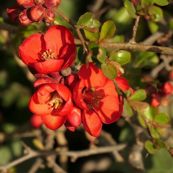 Chaenomeles × superba Flors