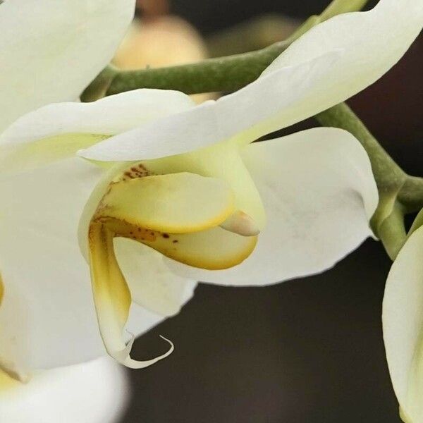 Phalaenopsis amabilis Flower